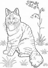 Coloring Cat Pages Realistic Kitten Print Printable Animal Tabby Cats Color Colouring Sheets Coloringpages Kids Norwegian Dog Getcolorings Forest Pet sketch template