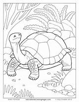 Coloring Tortoise Desert Drawing Gopher Getdrawings Getcolorings Pages Printable sketch template