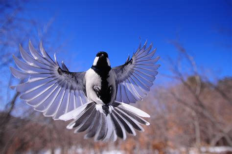 images gratuites aile ciel animal faune vol des oiseaux vertebre nouveau pie en ce
