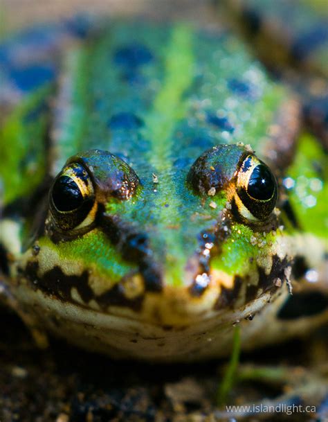 amphibian  collection  amphibian   island light photography