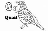 Quail Coloring Pages Preschool Printable Kids Crafts Color Worksheets sketch template
