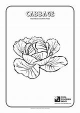 Coloring Cabbage Pages Vegetables Cool Print Plants sketch template