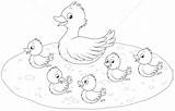 Duck Sketch Ducklings Outline Duckling Drawing Baby Paintingvalley Sketches Getdrawings Vector Royalty Stock sketch template