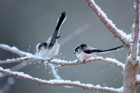 rspb bird garden birdwatch 2022 bbc wildlife magazine discover wildlife