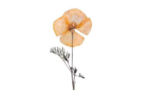 orange dried flower isolated   transparent background  png