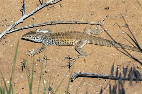tiger whiptail lizards    forms colorado arts  sciences