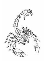 Sternzeichen Skorpion Malvorlagen Herunterladen sketch template