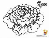 Coloring Rose Pages Flower Printable Roses Flowers Hard Adults Hearts Big Drawing Hawaiian Colouring Sheet Popular Petals Fun Print Coloringhome sketch template