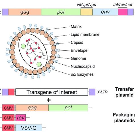 Adeno Associated Virus Aav Basics A Simplified Schematic Of The