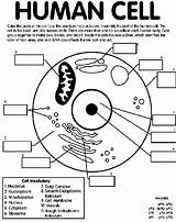 Cell Human Coloring Crayola sketch template