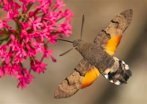 photographer captures incredible images  hummingbird hawk moth