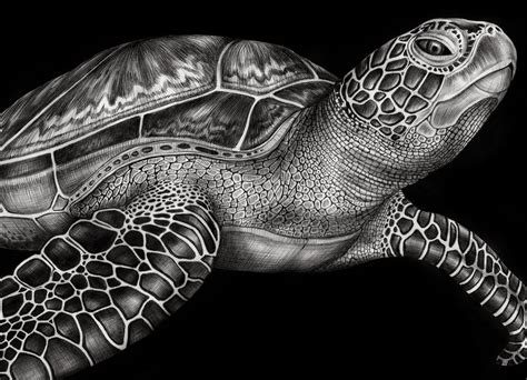 december  turtle art turtle drawing sea turtle tattoo