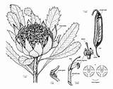Proteaceae Telopea Speciosissima Australian Plant Gov Au Illustrations Cpbr sketch template