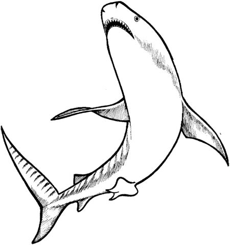 tiger shark coloring pages  kids exj printable sharks coloring