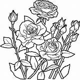 Coloring Rose Pages Bush Color Print Bouquet Printable Getcolorings Clipart sketch template