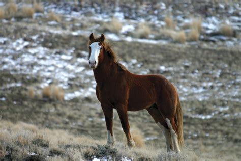 hd animals wallpapers mustang horse pictures