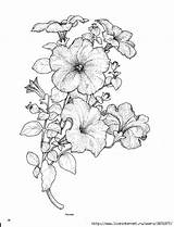 Petunia Drawing Flower Coloring Tattoo Petunias Drawings Pages Flowers Tomey Sketches Line Indulgy Sketch Colouring Paintingvalley выбрать доску sketch template