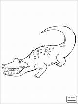Crocodile Coloring Outline Pages Nile Drawing Baby Getcolorings Color Getdrawings Paintingvalley sketch template
