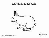 Rabbit Coloring Cottontail sketch template