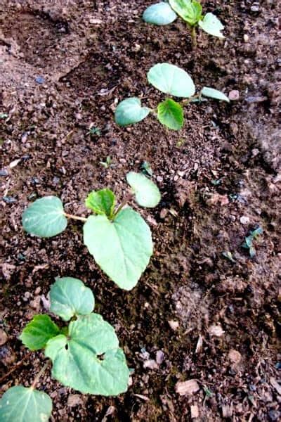 grow okra  seed  harvest