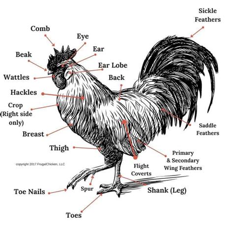 chicken anatomy
