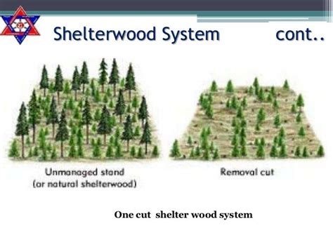 shelterwood system jyoti ghimire