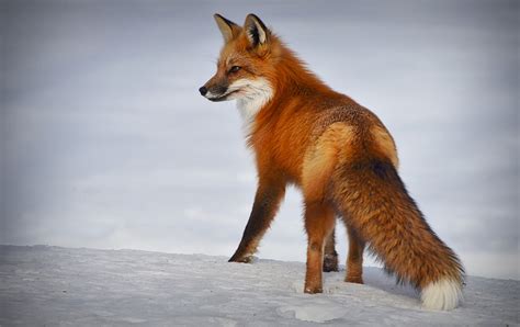 foxes dont pose  danger  humans tbr news media