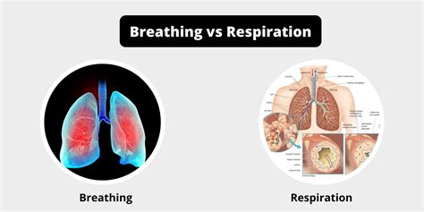 difference  breathing  respiration breathing  respiration