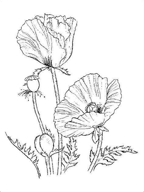 poppies colouring page coloring pages poppy coloring page flower