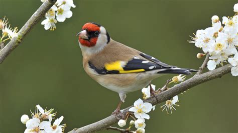 european goldfinch branch flower blossom bird animal goldfinch