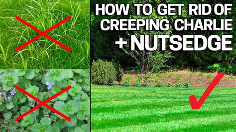 How To Get Rid Of Creeping Charlie And Nutsedge In The Lawn Weed