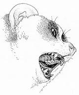 Loris Slow Coloring Venomous Lorises Pages Animal Poisonous Color Bite Teeth Animals Really Print Back sketch template