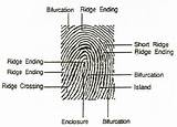 Fingerprint Fingerprints Patent sketch template