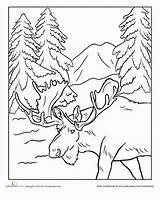 Coloring Moose Pages Alaska Sheets Forest Animal Animals Colouring Books Worksheet Nature Wildlife Printable Choose Board Printables Camping Book Cute sketch template