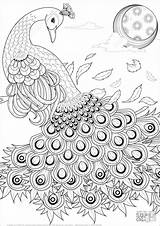 Peacock Paon Graceful Pavo Colouring Coloringhome Pavos Gracieux Coloringbay Reales Peacocks sketch template