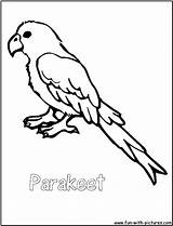 Coloring Pages Parrot Parakeet Parrots Drawing Printable Budgie Line Color Cockatiel Cute Birds Flying Getcolorings Template Fun Print Kids Coloringpages101 sketch template