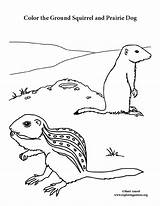 Coloring Ground Dog Prairie Squirrel sketch template