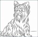 Yorkie Coloring Pages Yorkshire Terrier Color Dog Drawing Printable Getcolorings Book Getdrawings Colorings sketch template