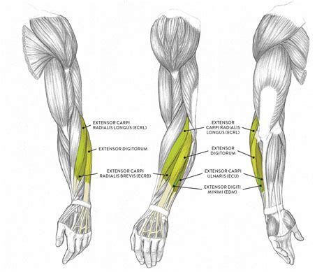 fakten ueber arm muscle diagram anatomy  function  upper arm