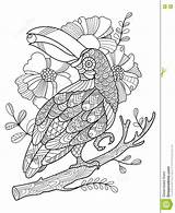 Zentangle Toucan Mandala Coloriage Tucano Mandalas Kolibri Boek Vecteur Oiseau Livre Vettore Adulti Uccello Imprimir Illustration Tukan Adultes Stilisierte Schwarzen sketch template