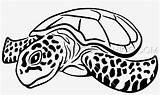 Turtle Sea Drawing Color Line Getdrawings Drawings Seekpng sketch template