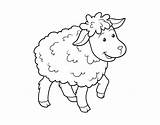 Coloring Sheep Coloringcrew Common Book sketch template