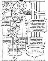 Coloring Pages System Book Anatomy Circulatory Human Kidney Endocrine Body Nursing Excretory Urinary Science Systems School Printable Worksheet Dover Publications sketch template