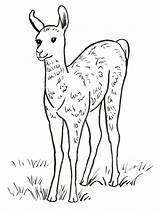 Llama Coloring Pages Baby Lama Printable Drawing Alpaca Starts Getdrawings Print Leave Samanthasbell Comments Today sketch template