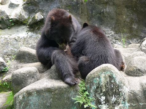 bears eating stock photo image  wildlife eating furry