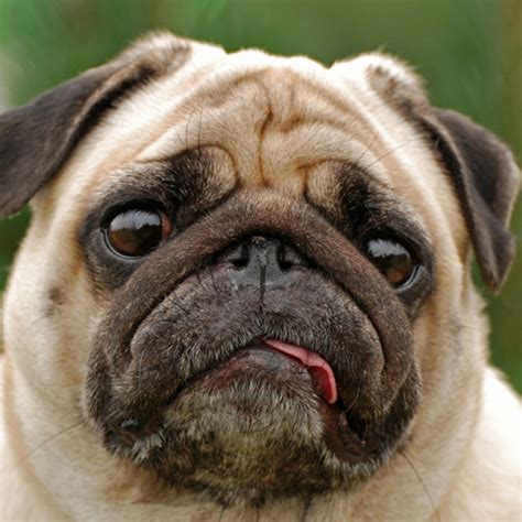 pug puppies  sale ethical pug breeders