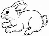 Rabbit Mewarnai sketch template