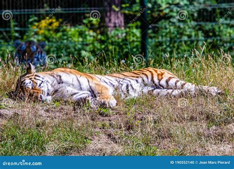 tiger  beekse bergens safaripark editorial image image  park tiger