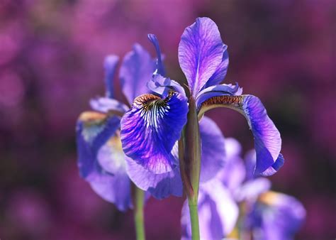 irises   plant grow  care  iris flowers   farmers almanac