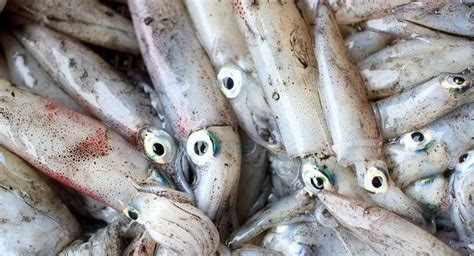 squid are having sex with your mouth even after they re
